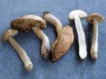 Birch Bolete: Leccinum scabrum - fungi species list A Z